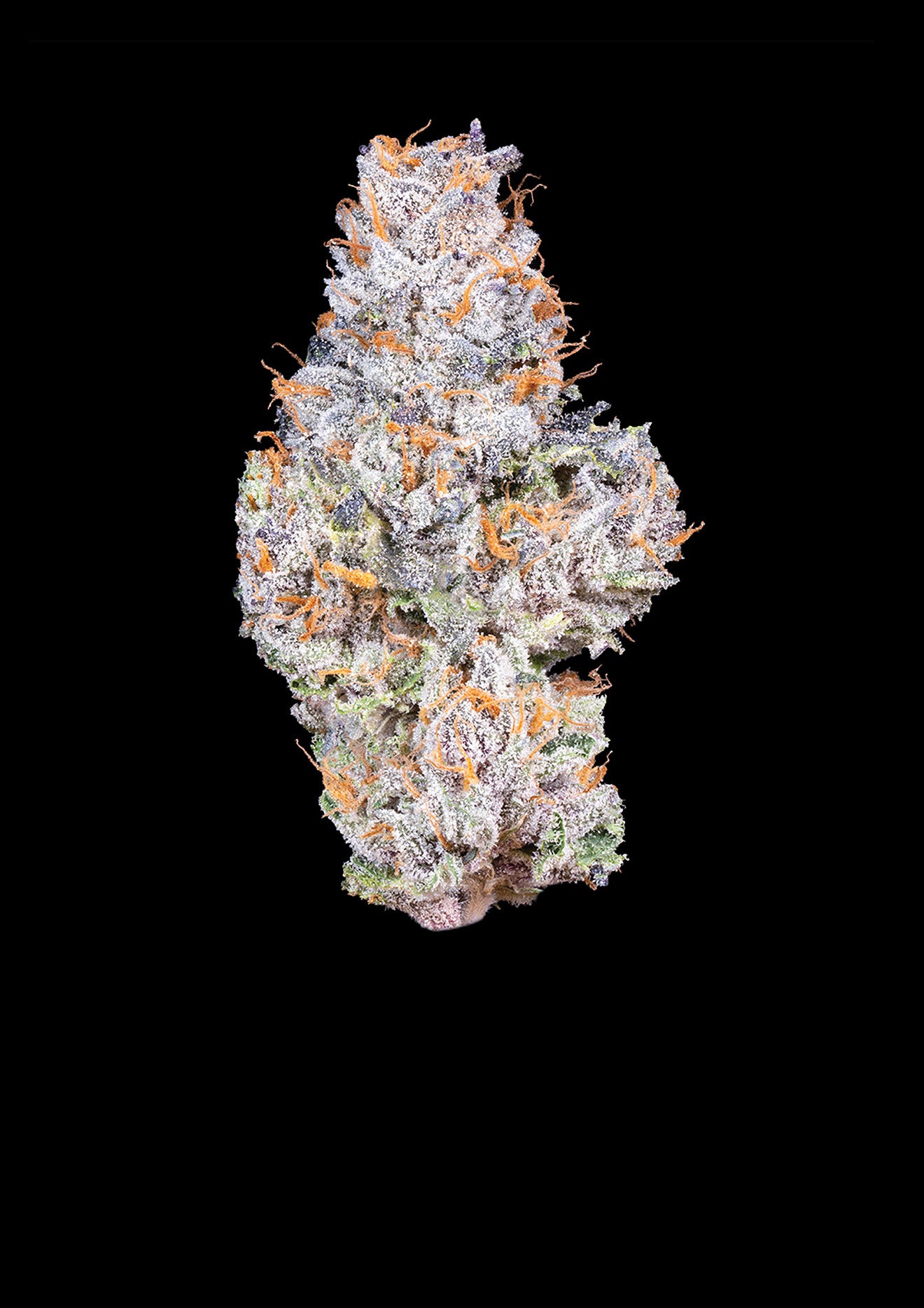 Gelato 41 — Eighth