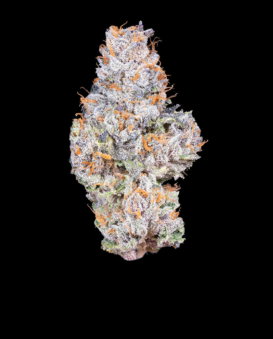 Connected Gelato 41